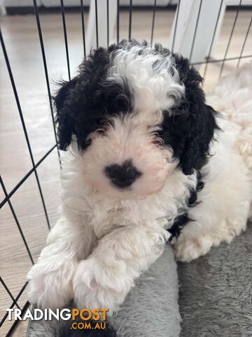 BICHOODLE/POOCHON