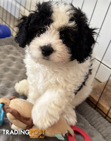 BICHOODLE/POOCHON - ONE MALE AND 2 FEMALES