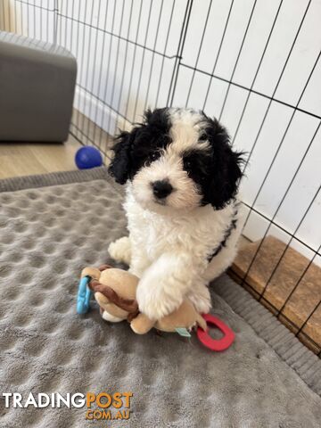 BICHOODLE/POOCHON - ONE MALE AND 2 FEMALES