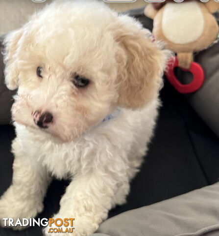 BICHOODLE/POOCHON - ONE BABY BOY AND ONE BABY GIRL