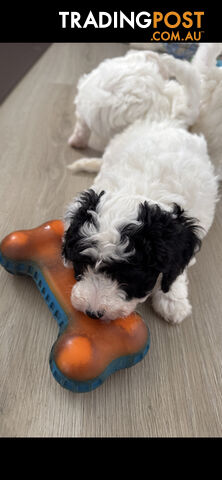 BICHOODLE / POOCHON PUPPIES - photo 5 of 14
