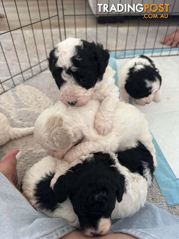 BICHOODLE / POOCHON PUPPIES - photo 2 of 14