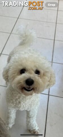 BICHOODLE / POOCHON PUPPIES - photo 4 of 14
