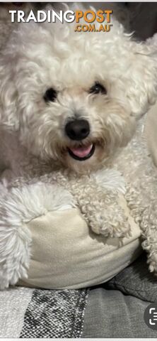BICHOODLE / POOCHON PUPPIES - photo 3 of 14