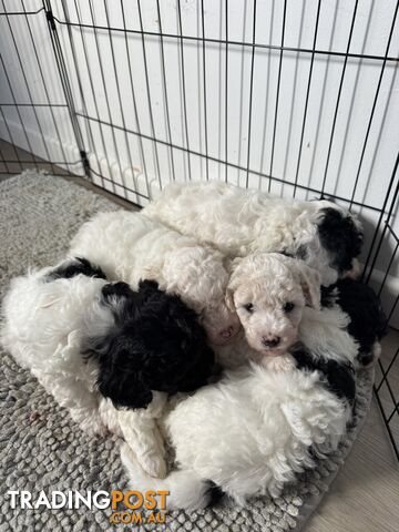 BICHOODLE / POOCHON PUPPIES