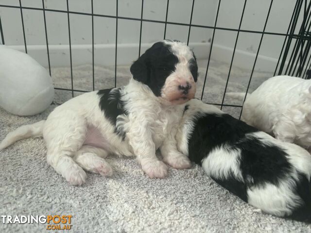 BICHOODLE / POOCHON PUPPIES