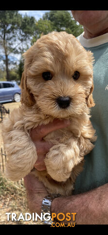 Cavoodle puppies