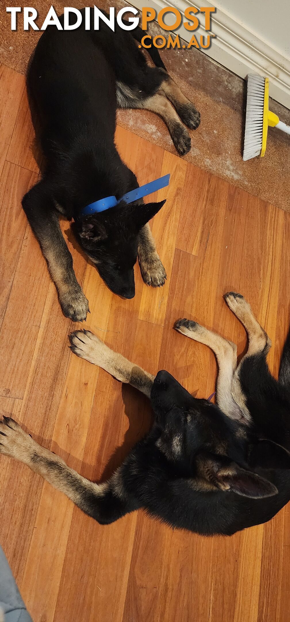 MALE FEMALE GERMAN SHEPHERD PUPPIES PURE BRED SECURITY DOGS