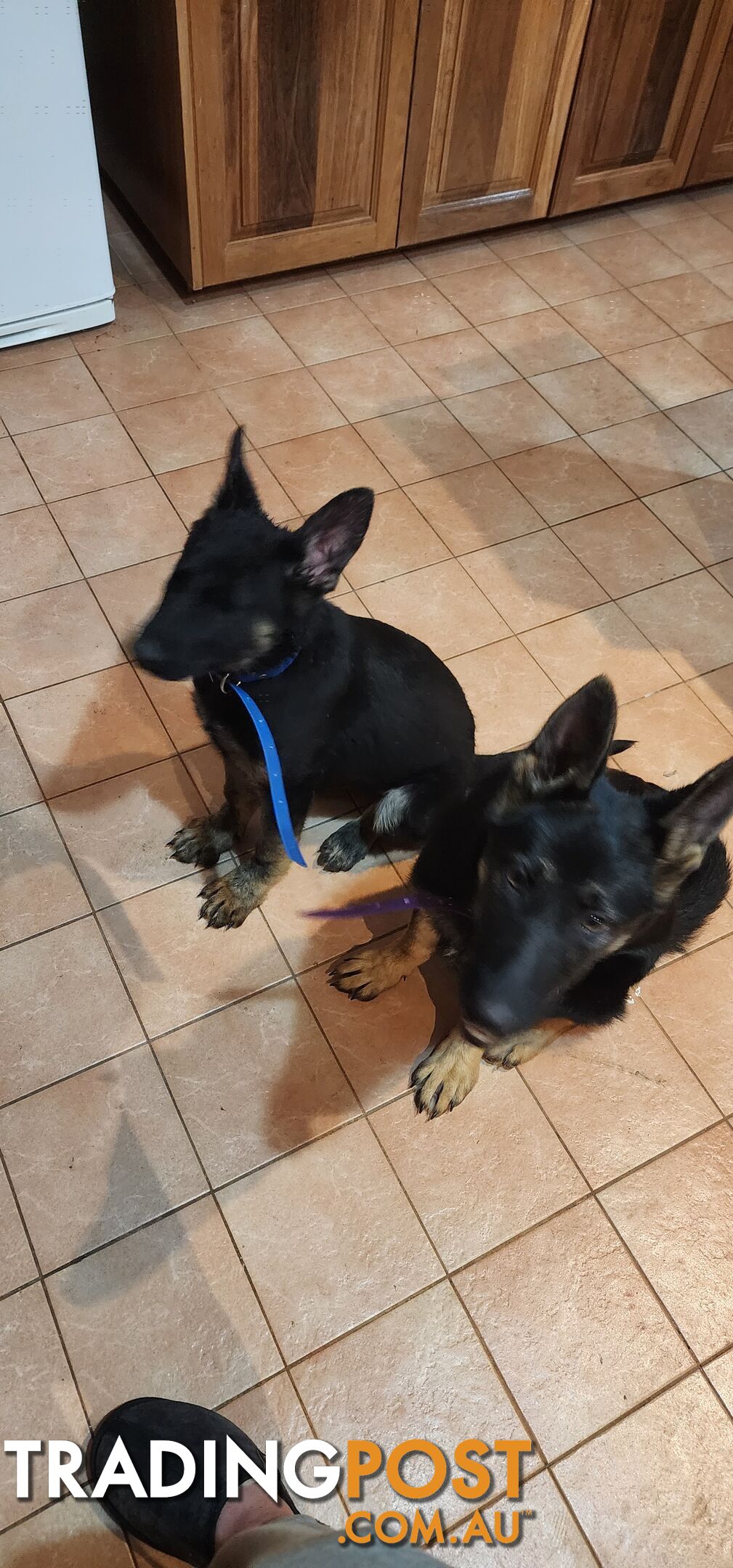 MALE FEMALE GERMAN SHEPHERD PUPPIES PURE BRED SECURITY DOGS