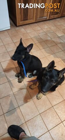 MALE FEMALE GERMAN SHEPHERD PUPPIES PURE BRED SECURITY DOGS