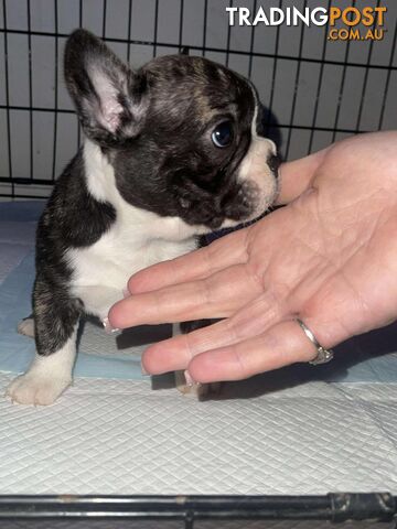 Purr Breed French Bulldog Puppies