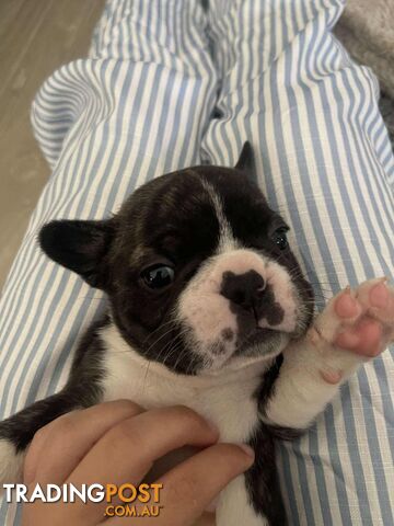 Purr Breed French Bulldog Puppies