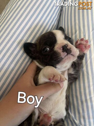 Purr Breed French Bulldog Puppies