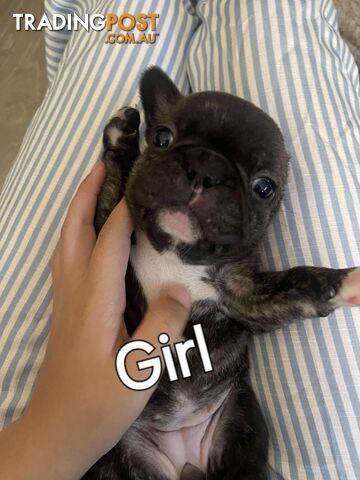 Purr Breed French Bulldog Puppies