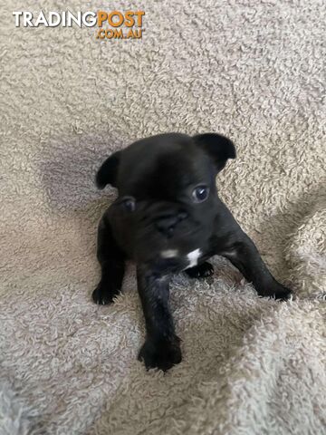 Purr Breed French Bulldog Puppies