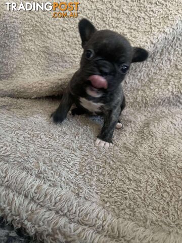 Purr Breed French Bulldog Puppies