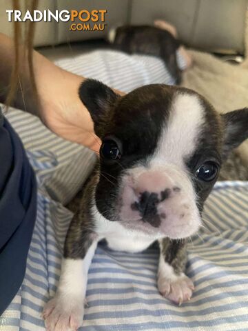 Purr Breed French Bulldog Puppies