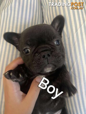 Purr Breed French Bulldog Puppies