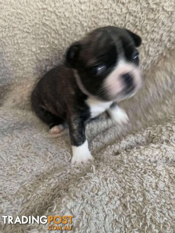 Purr Breed French Bulldog Puppies