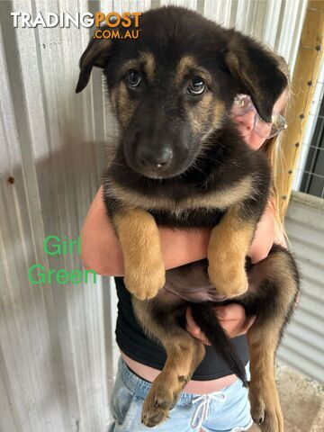 German Shepherd Puppies