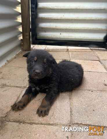 German Shepherd Puppies