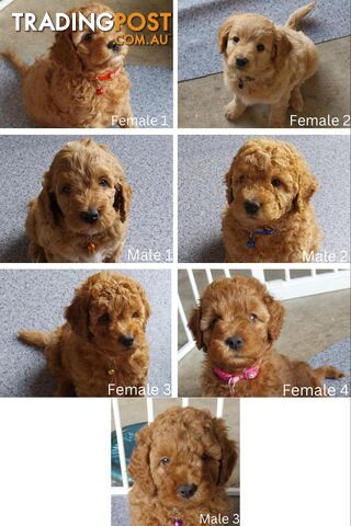 F1B Spoodle Puppies- DNA Clear- Rightpaw Verified Breeder