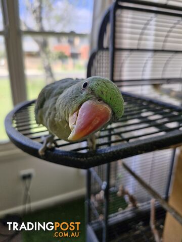 **urgent sale ** alexandrine parrot