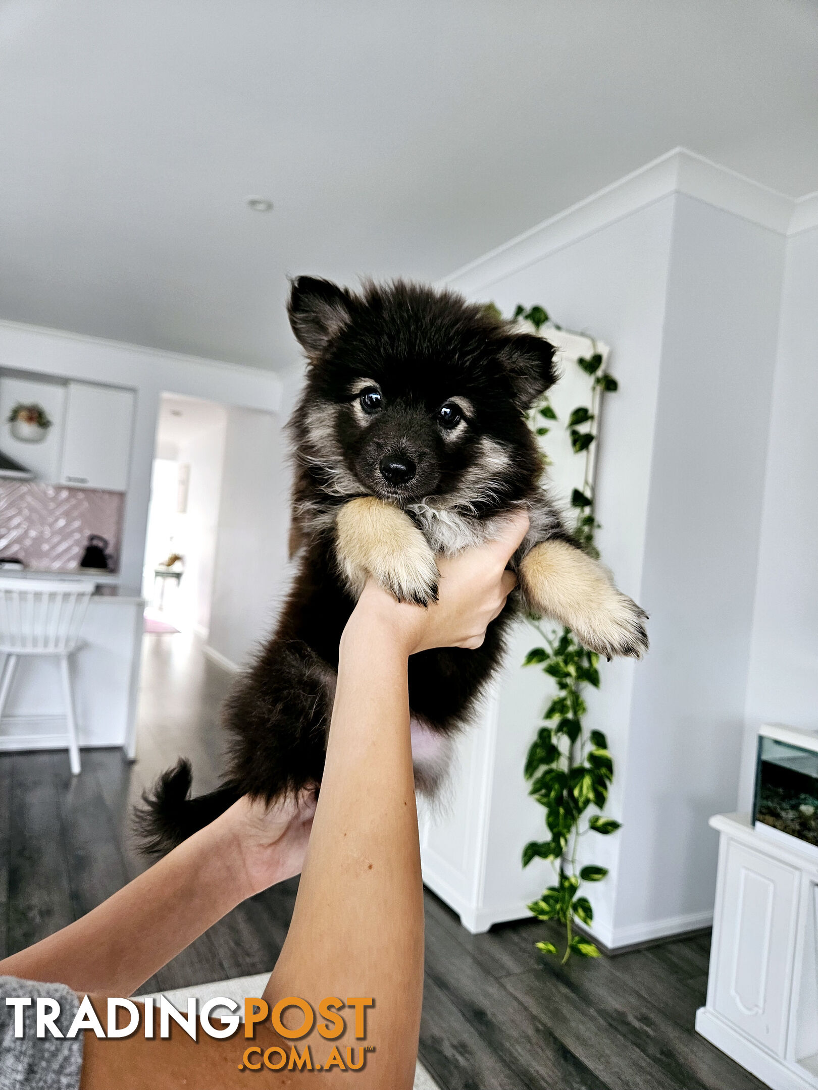 Gorgeous Spitz x Aussie Pom Pups ❤️ Ready to be homed this week!