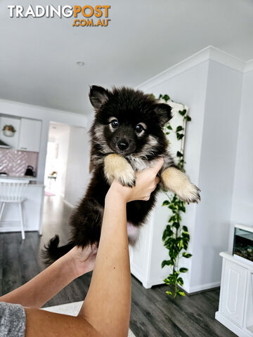 Gorgeous Spitz x Aussie Pom Pups ❤️ Ready to be homed this week!