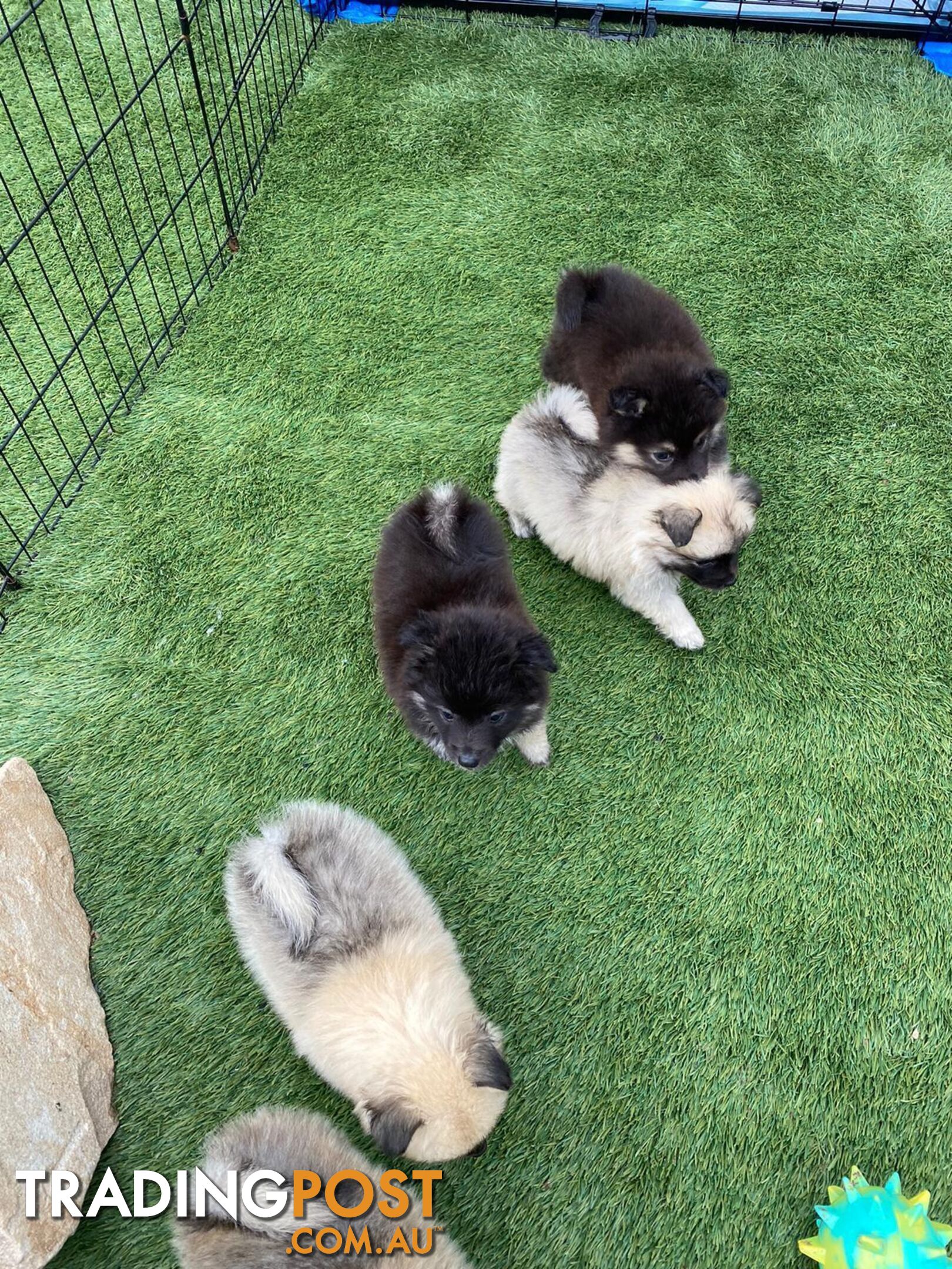 Gorgeous Spitz x Aussie Pom Pups ❤️ Ready to be homed this week!