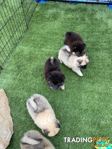 Gorgeous Spitz x Aussie Pom Pups ❤️ Ready to be homed this week!