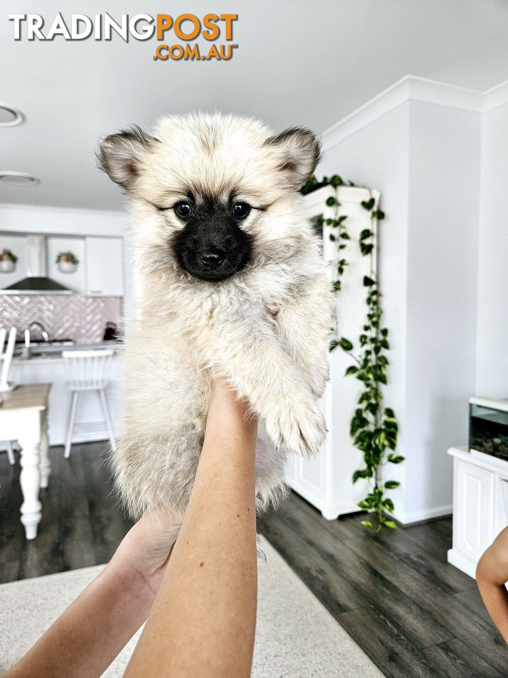 Gorgeous Spitz x Aussie Pom Pups ❤️ Ready to be homed this week!