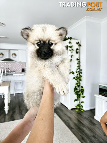 Gorgeous Spitz x Aussie Pom Pups ❤️ Ready to be homed this week!