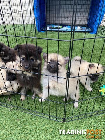 Gorgeous Spitz x Aussie Pom Pups ❤️ Ready to be homed this week!