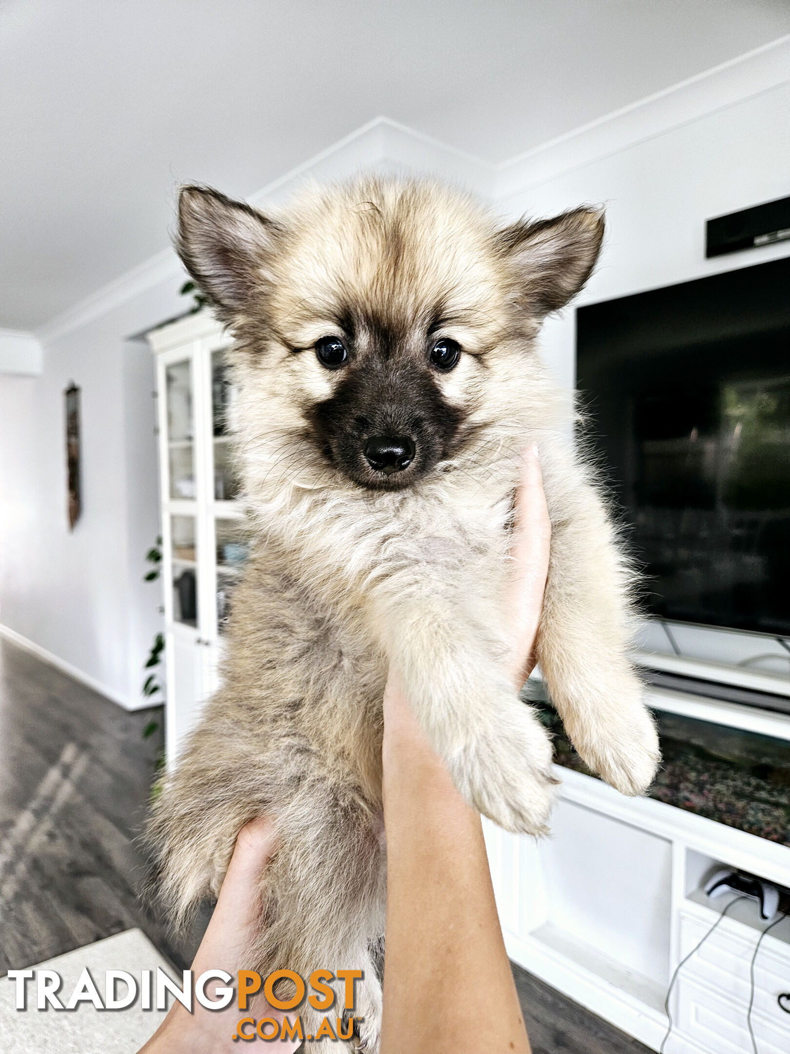 Gorgeous Spitz x Aussie Pom Pups ❤️ Ready to be homed this week!