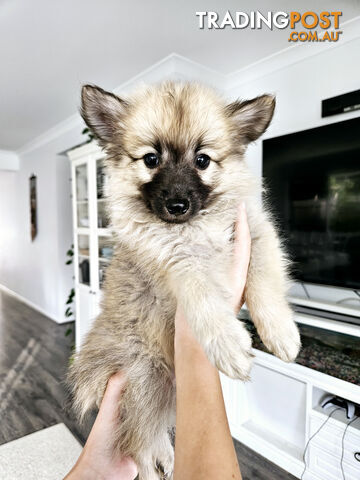 Gorgeous Spitz x Aussie Pom Pups ❤️ Ready to be homed this week!