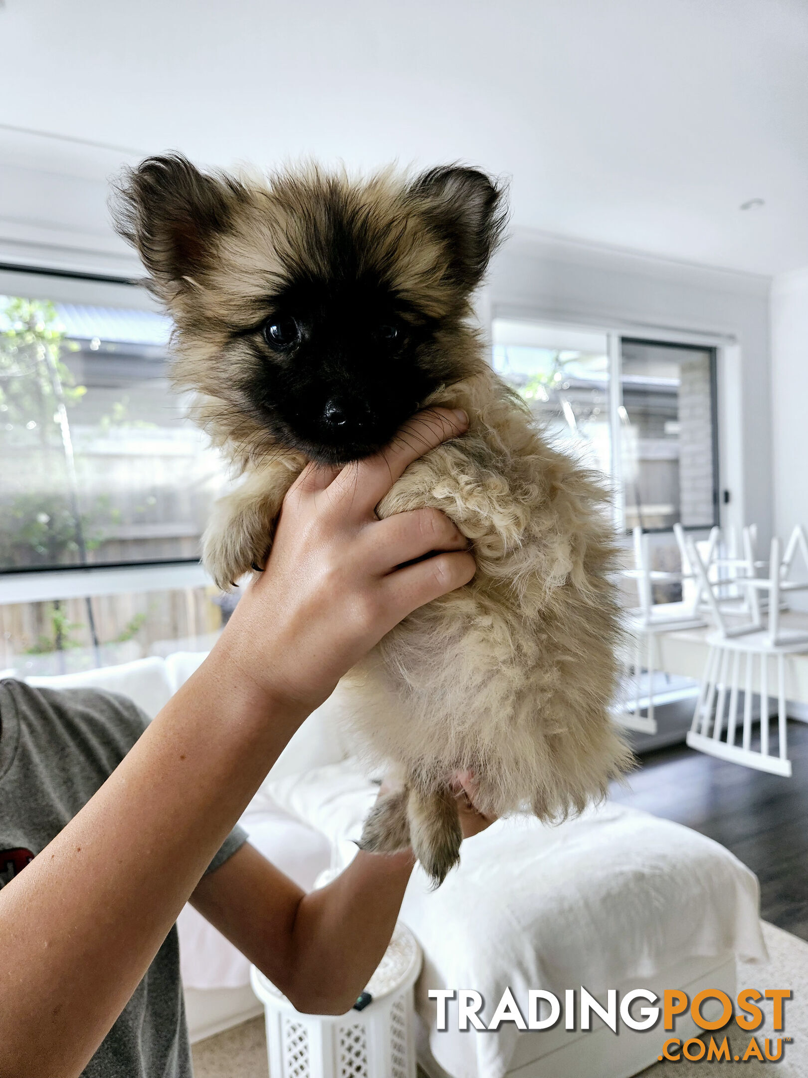 Gorgeous Spitz x Aussie Pom Pups ❤️ Ready to be homed this week!