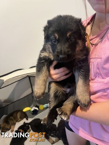 German shepherd puppies