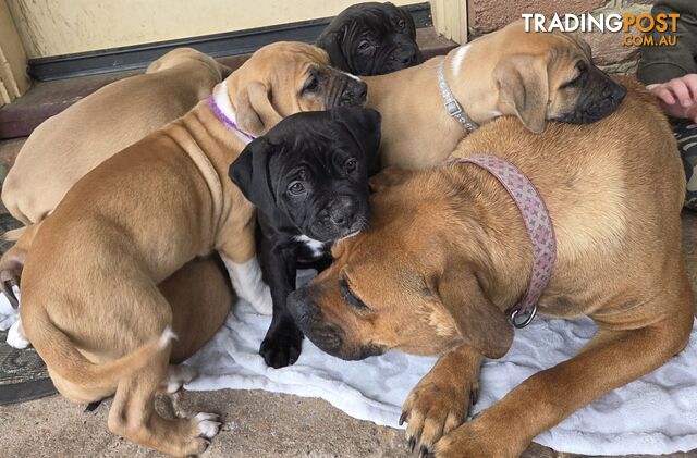 Puppies American Johnson bulldog x Staffy