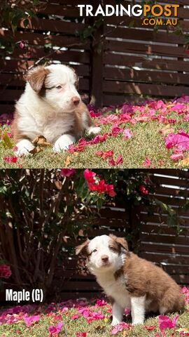 Purebred Border Collies - photo 5 of 8