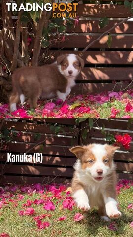 Purebred Border Collies - photo 4 of 8