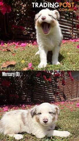 Purebred Border Collies - photo 2 of 8
