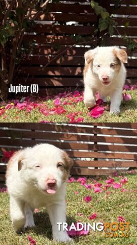 Purebred Border Collies - photo 3 of 8