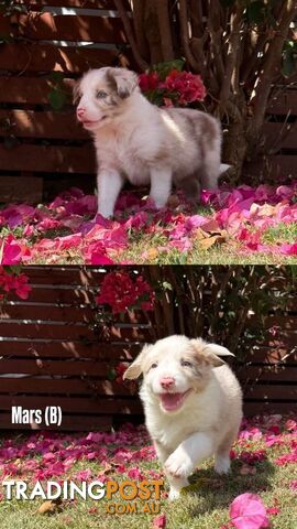 Purebred Border Collies