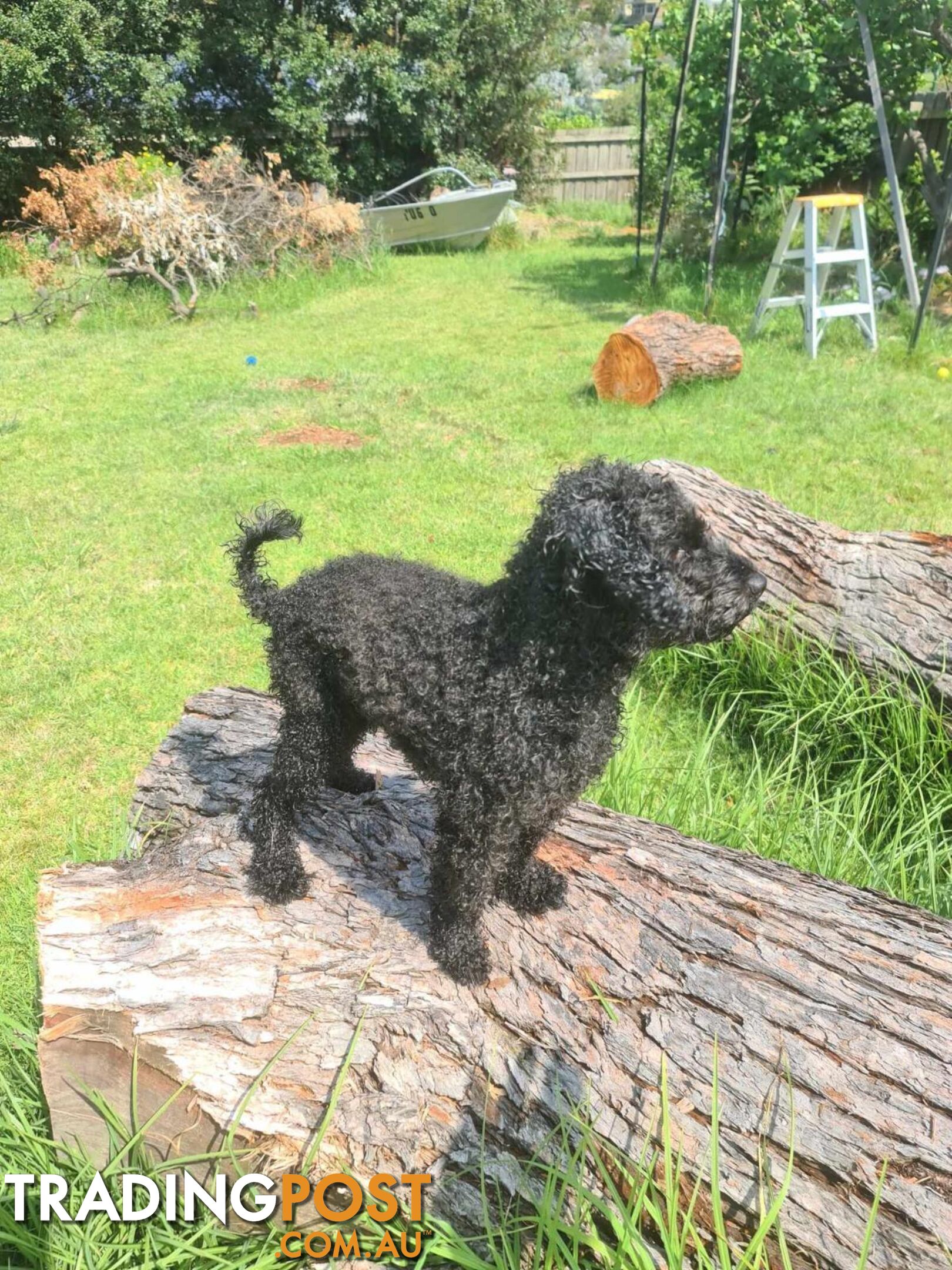 Toy poodle purebred puppies for sale