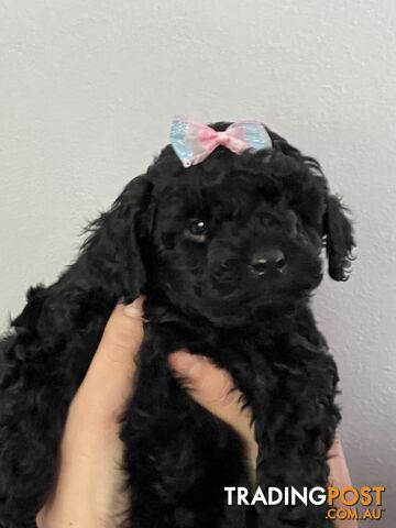 Toy poodle purebred puppies for sale