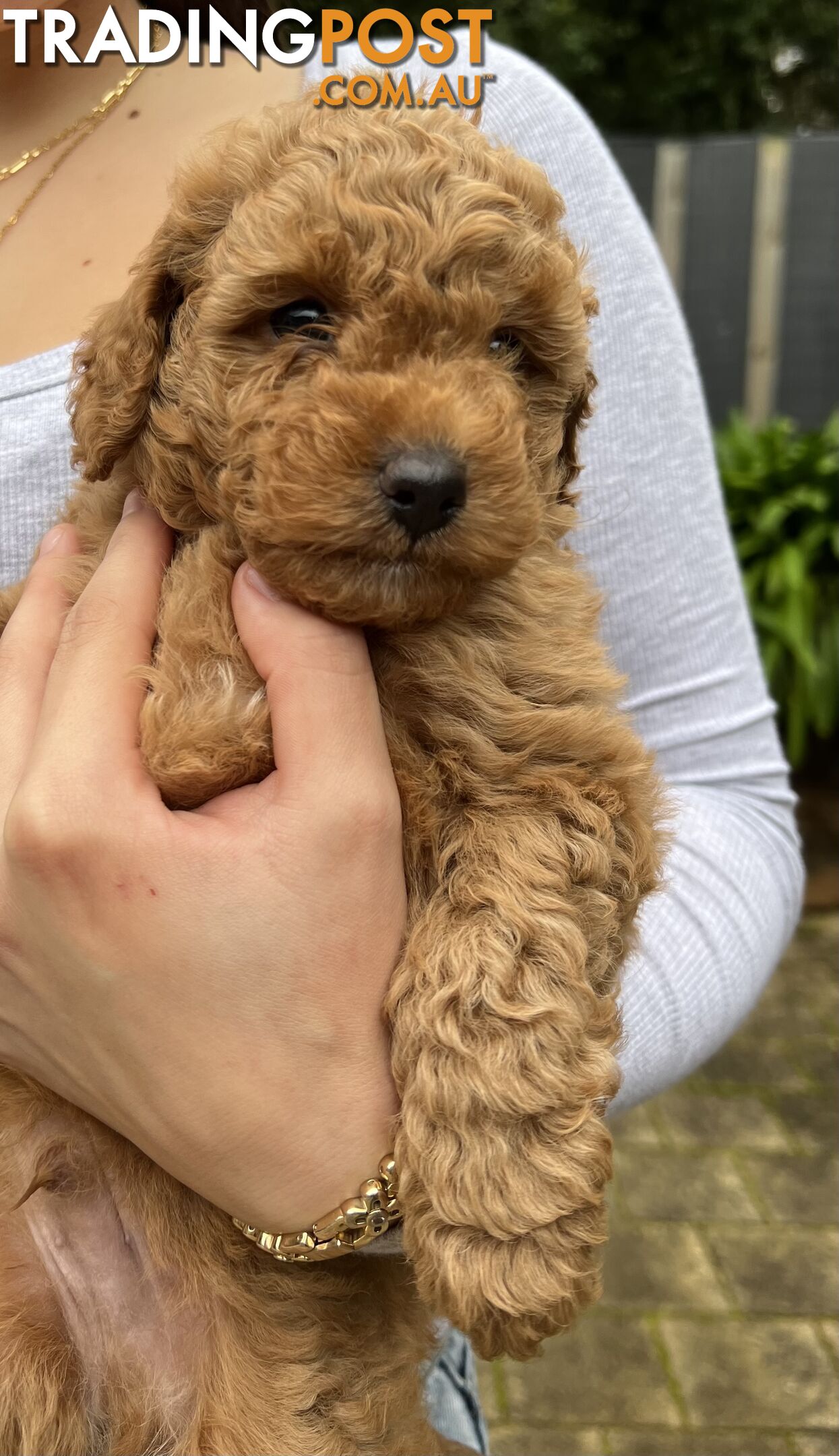 Toy poodle purebred puppies for sale