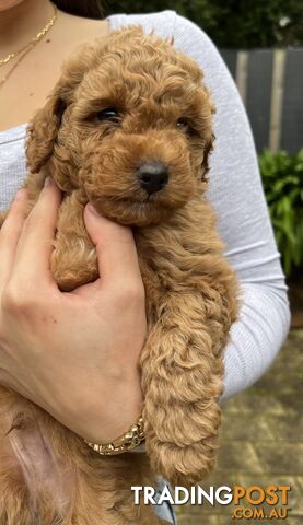 Toy poodle purebred puppies for sale