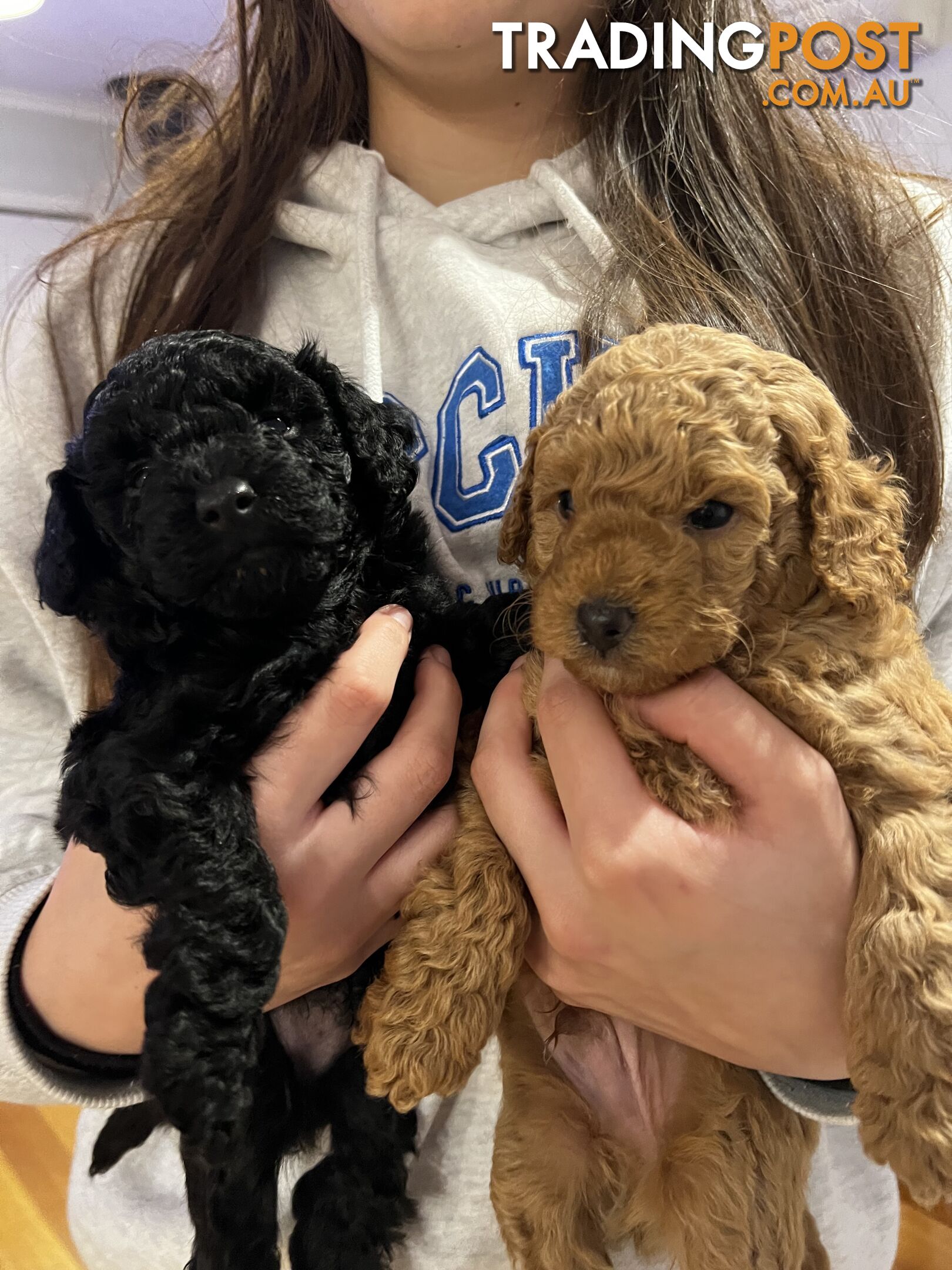 Toy poodle purebred puppies for sale