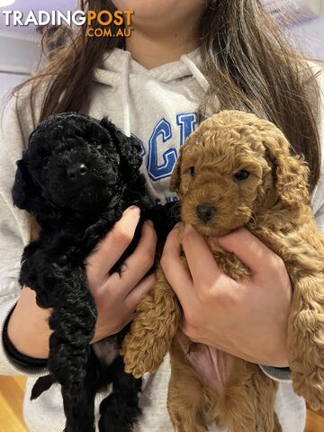 Toy poodle purebred puppies for sale